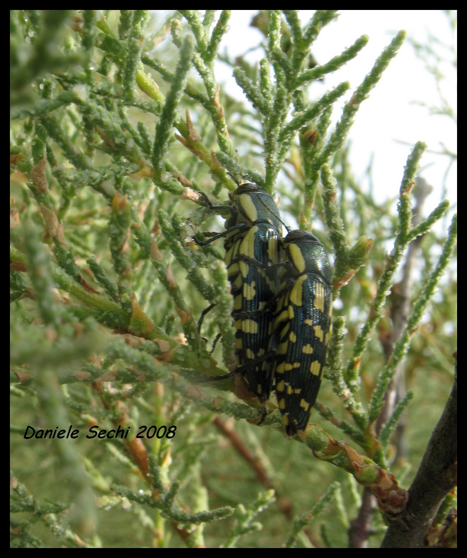 Buprestis (Pseudyamina) douei