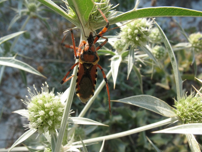 Rhynocoris dalla Grecia [Rhynocoris punctiventris]