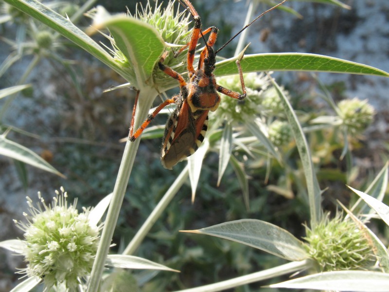 Rhynocoris dalla Grecia [Rhynocoris punctiventris]