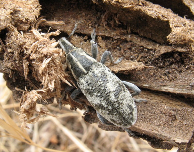 Cleonis sardoa (Curculionidae)