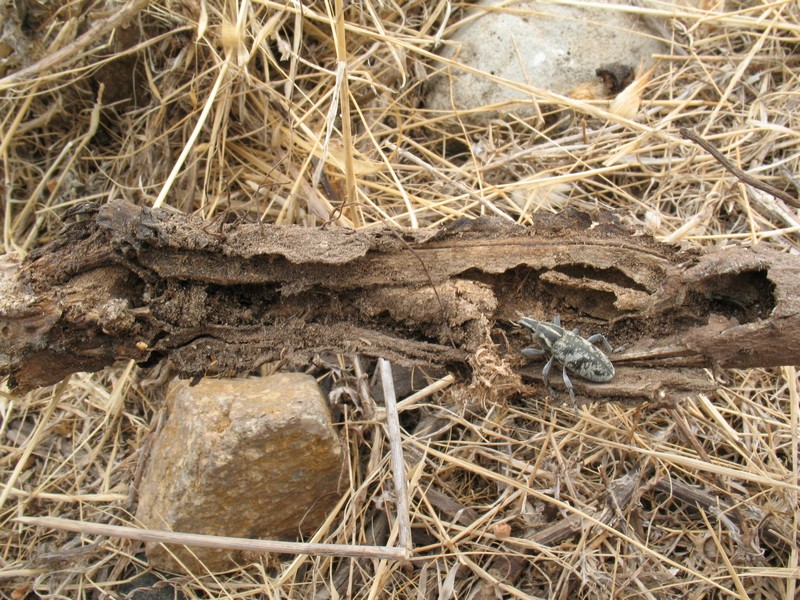 Cleonis sardoa (Curculionidae)