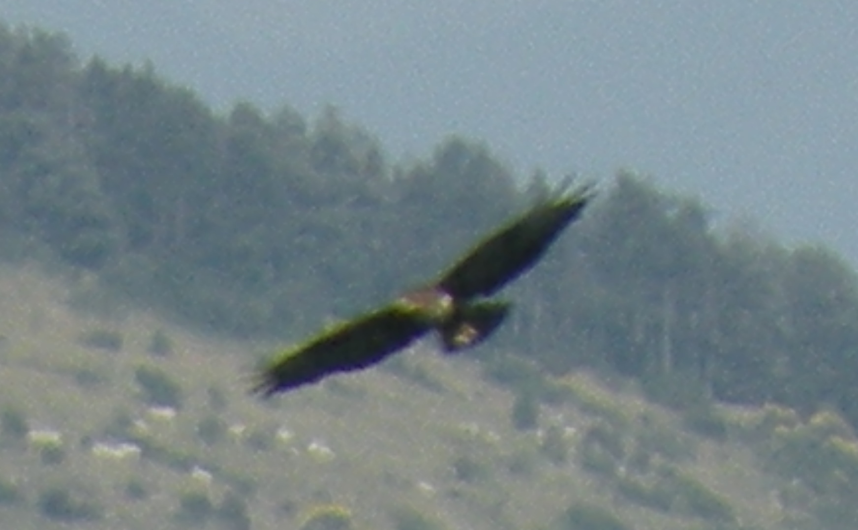 Identificazione rapace