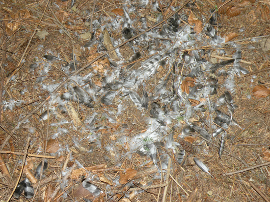 Un'' altra spiumata. Pullus Accipiter sp.