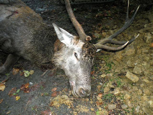 Cervo morto. Un caso di bracconaggio? (Come limitarlo?)