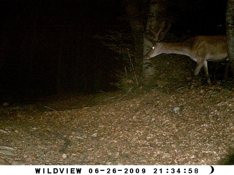 Il fototrappolaggio