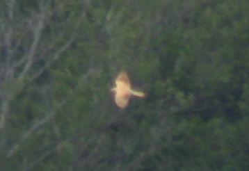 Un aiutino per questa rapace...