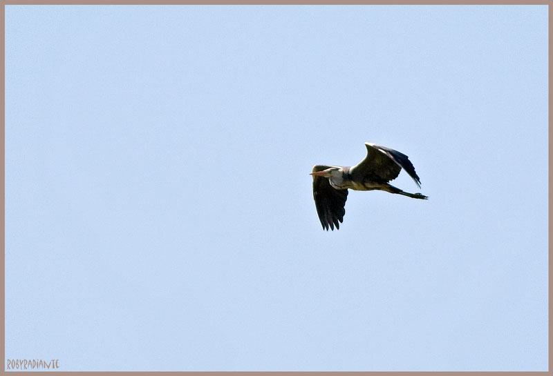 Ricco volo in Toscana...
