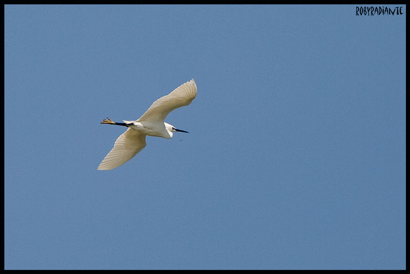 Ricco volo in Toscana...