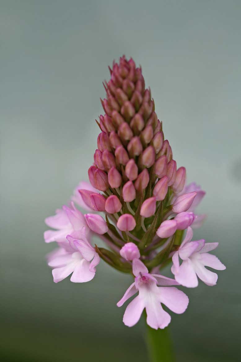 Anacamptis pyramidalis?