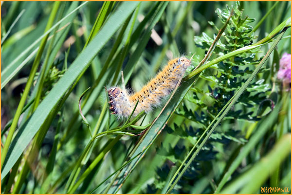 Bruco da identificare - Lasiocampa (Pachygastria) trifolii