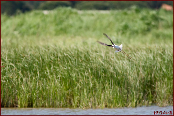 Ricco volo in Toscana...
