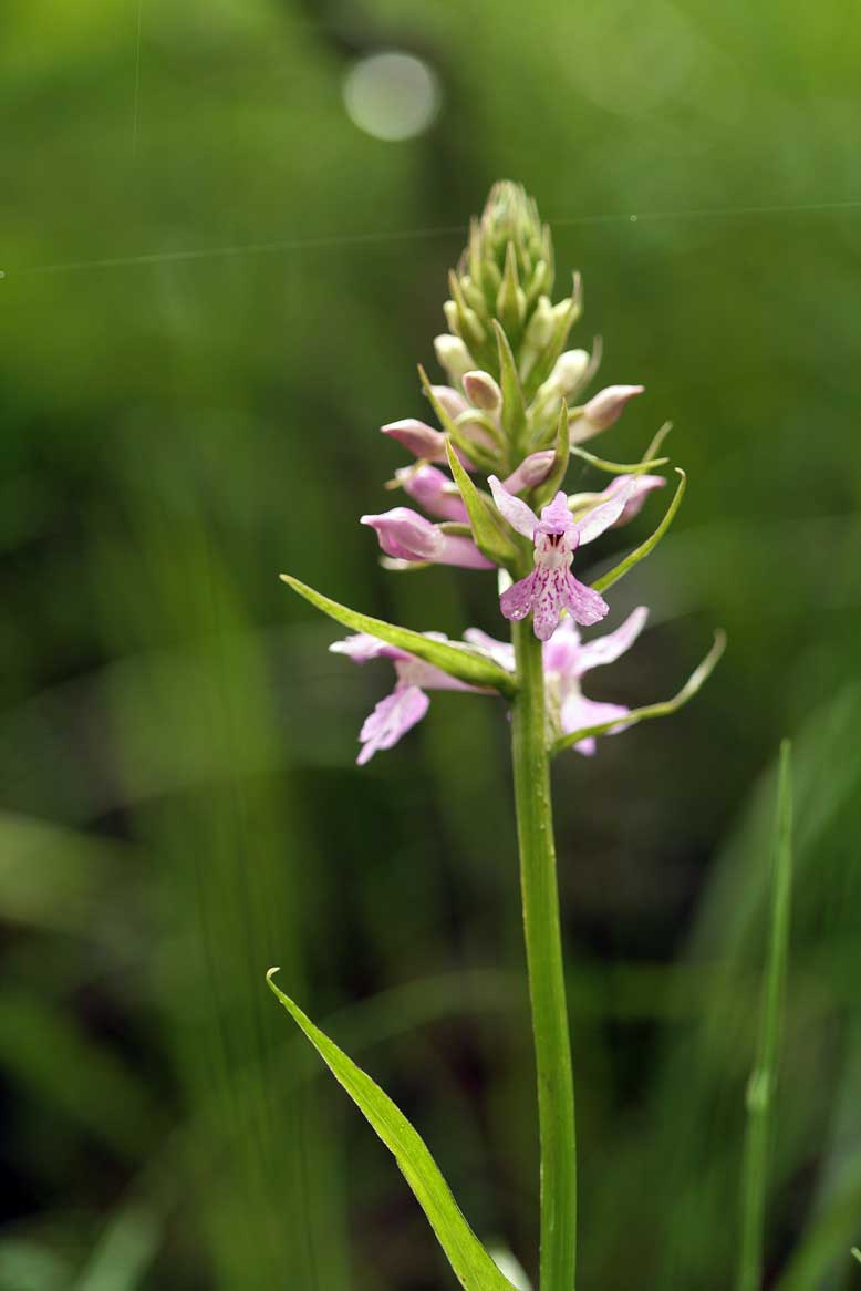 Orchidee nel PNA