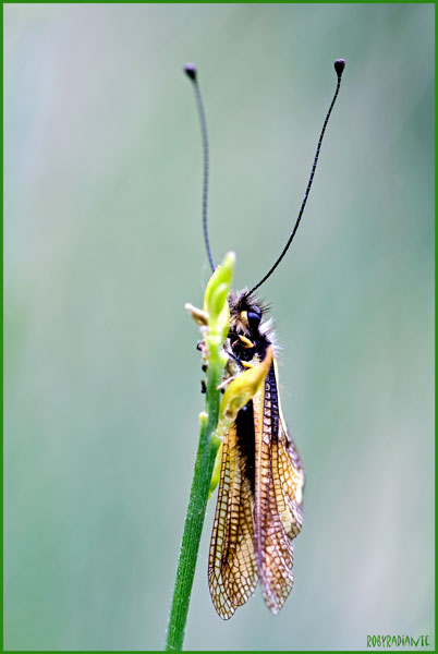 Ascalaphidae