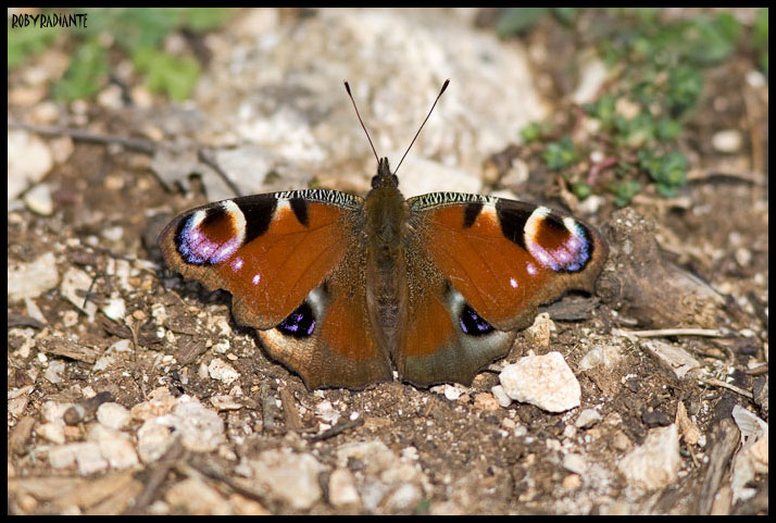 Farfalla sui Lucretili - Aglais io