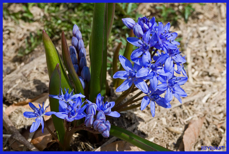 Fioritura sui Simbruini : Scilla bifolia