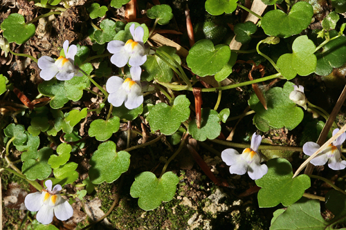 Cymbalaria muralis