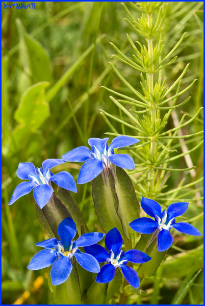 Gentiana utriculosa / Genziana alata
