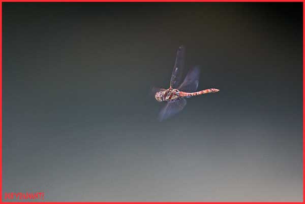 Da determinare... al volo: Sympetrum striolatum
