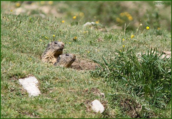 Marmotte - Alpi Liguri