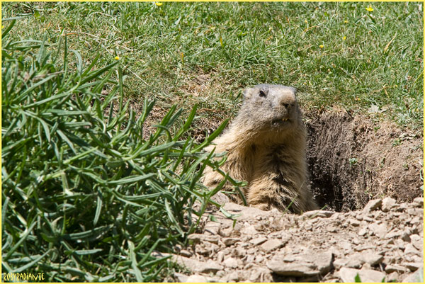 Marmotte - Alpi Liguri