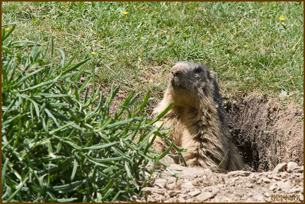 Marmotte - Alpi Liguri