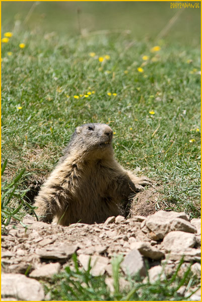 Marmotte - Alpi Liguri
