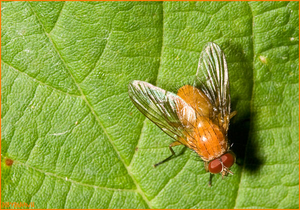 Phaonia pallida M (Muscidae)
