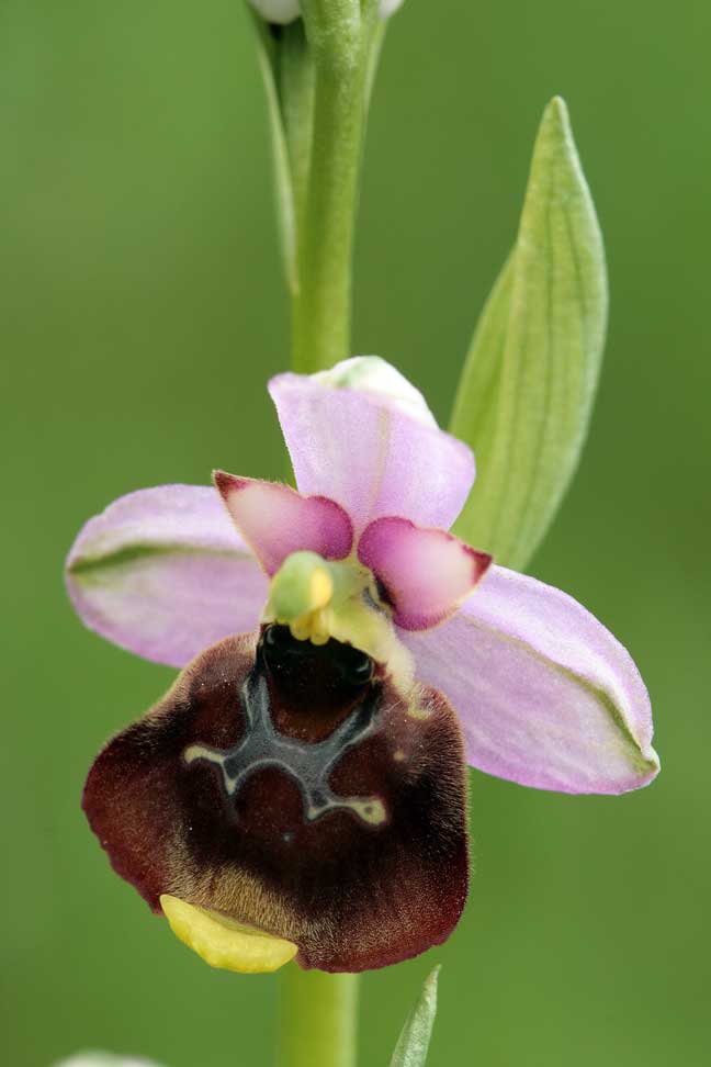 Ophrys fuciflora , O. apifera  ... sui Lucretili