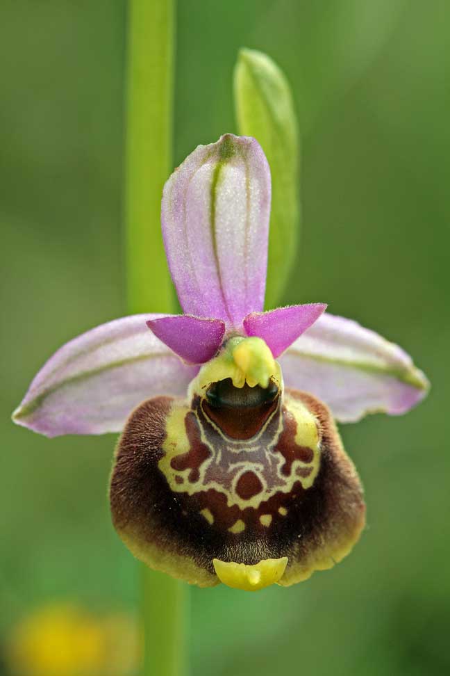 Ophrys fuciflora , O. apifera  ... sui Lucretili
