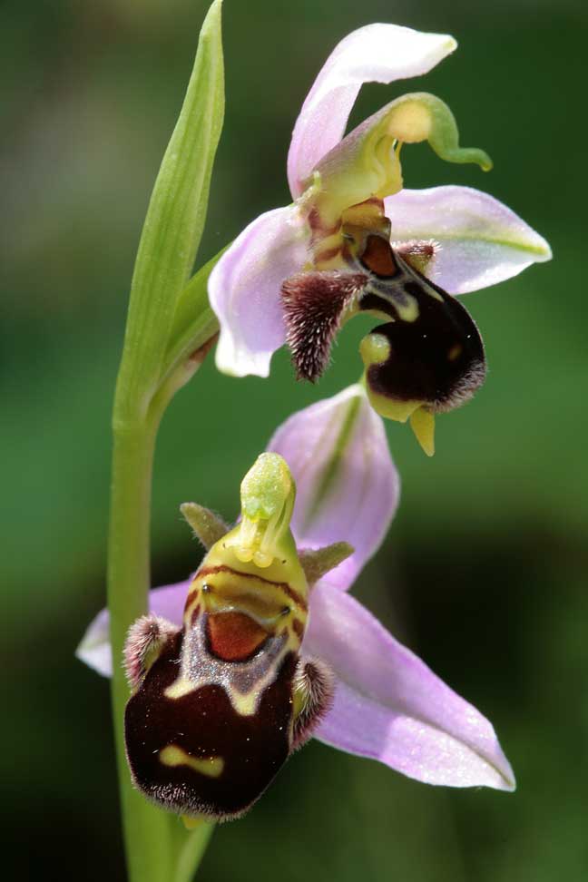 Ophrys fuciflora , O. apifera  ... sui Lucretili