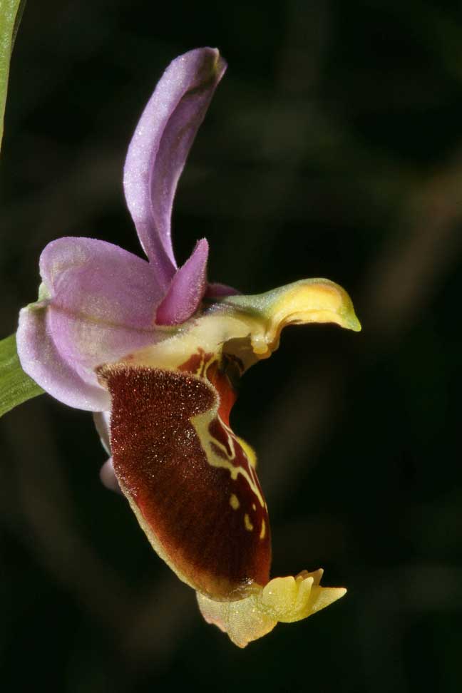 Ophrys fuciflora , O. apifera  ... sui Lucretili