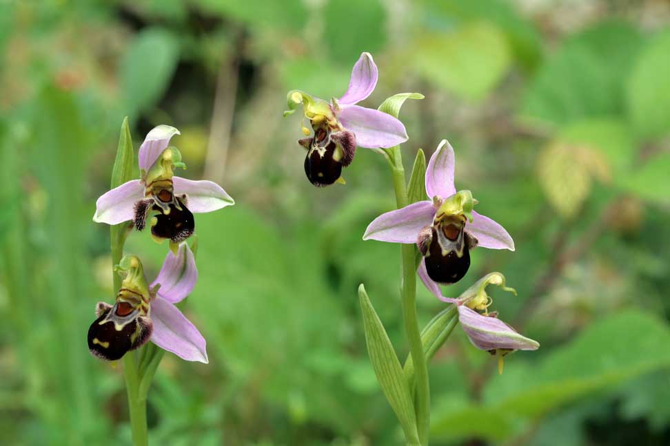 Ophrys fuciflora , O. apifera  ... sui Lucretili