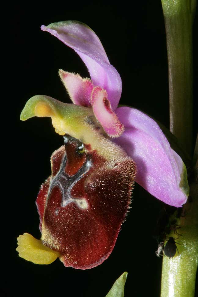 Ophrys fuciflora , O. apifera  ... sui Lucretili