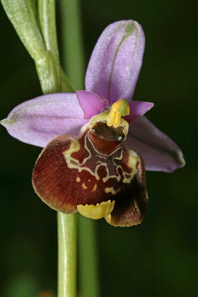 Ophrys fuciflora , O. apifera  ... sui Lucretili