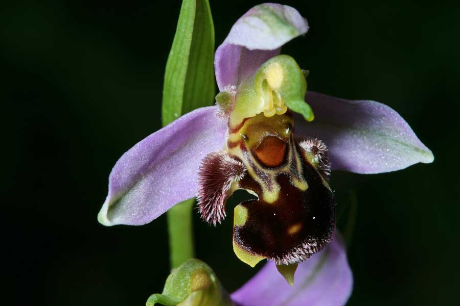 Ophrys fuciflora , O. apifera  ... sui Lucretili