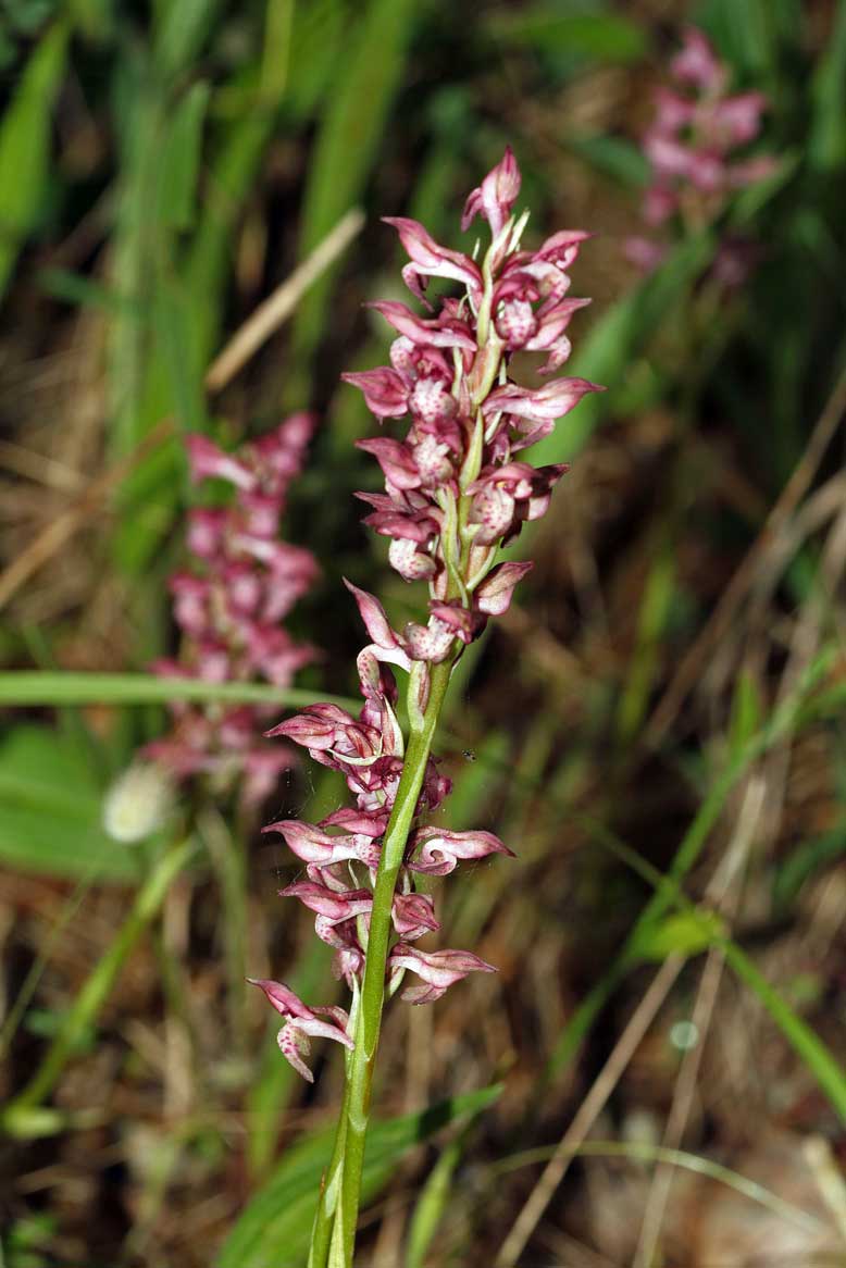 Orchidee nel PNA