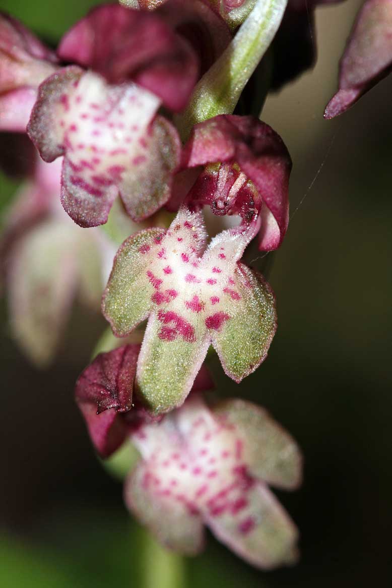 Orchidee nel PNA