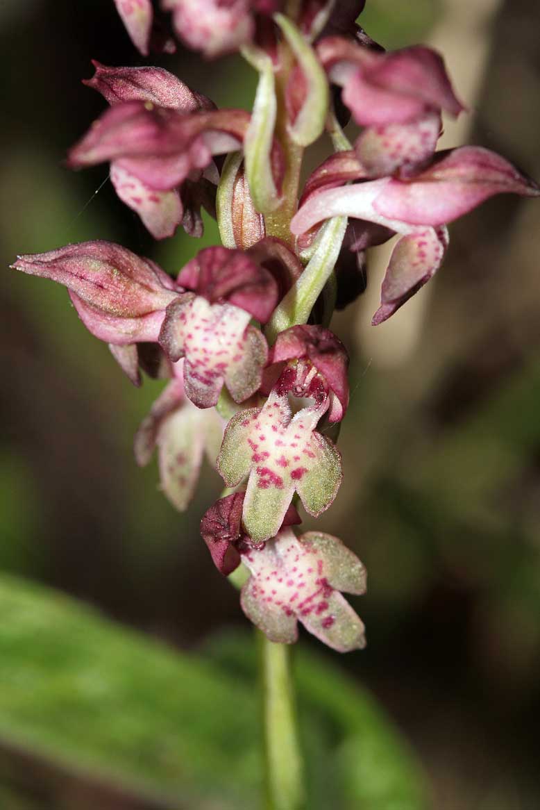 Orchidee nel PNA