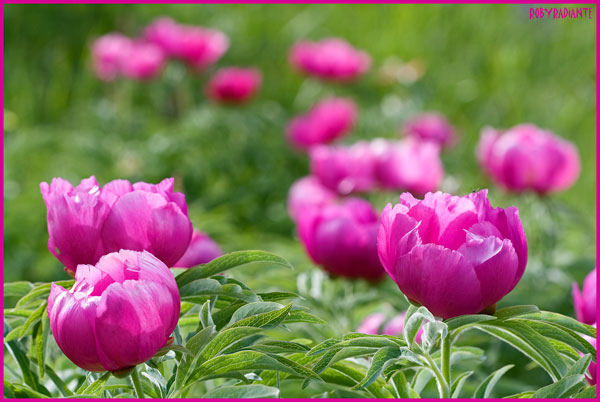 Paeonia officinalis subsp. italica /  Peonia italica