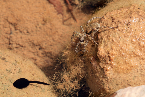 Ragno di fiume: Arctosa sp.