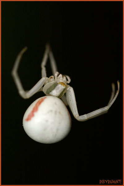 Misumena vatia