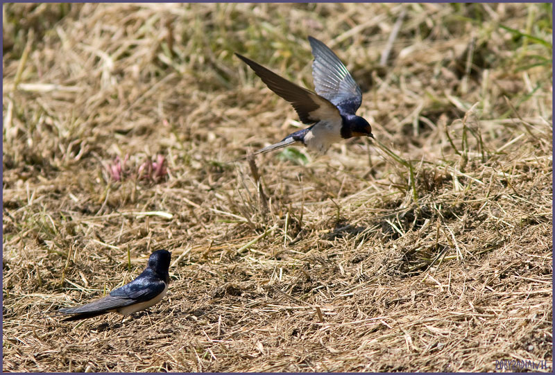 Ricco volo in Toscana...