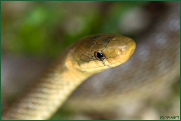 Incontro con il saettone!