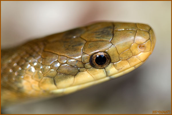 Incontro con il saettone!