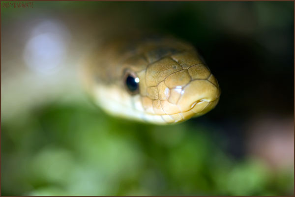 Incontro con il saettone!