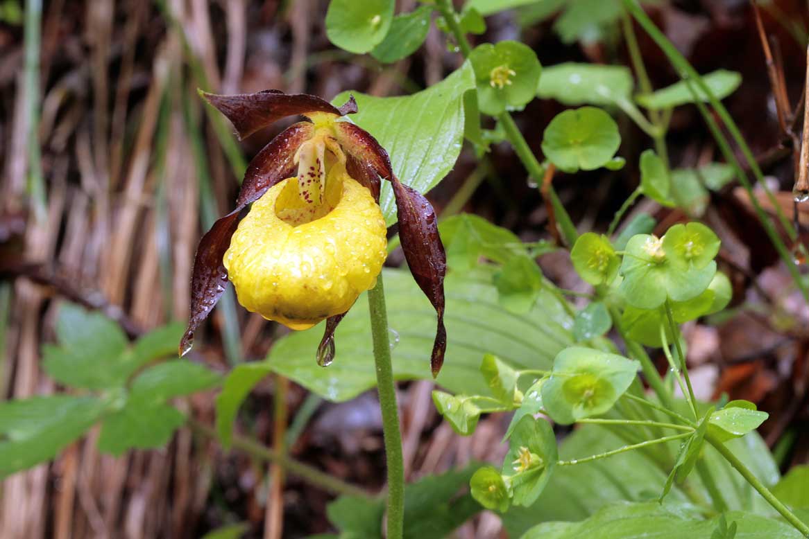 Cypripedium Calceolus ....Finalmente la Scarpetta di Venere