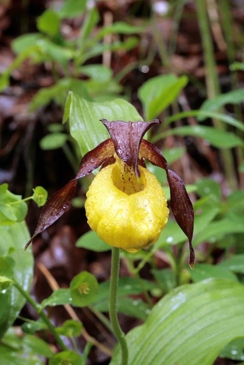 Cypripedium Calceolus ....Finalmente la Scarpetta di Venere