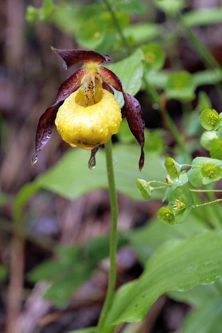 Cypripedium Calceolus ....Finalmente la Scarpetta di Venere