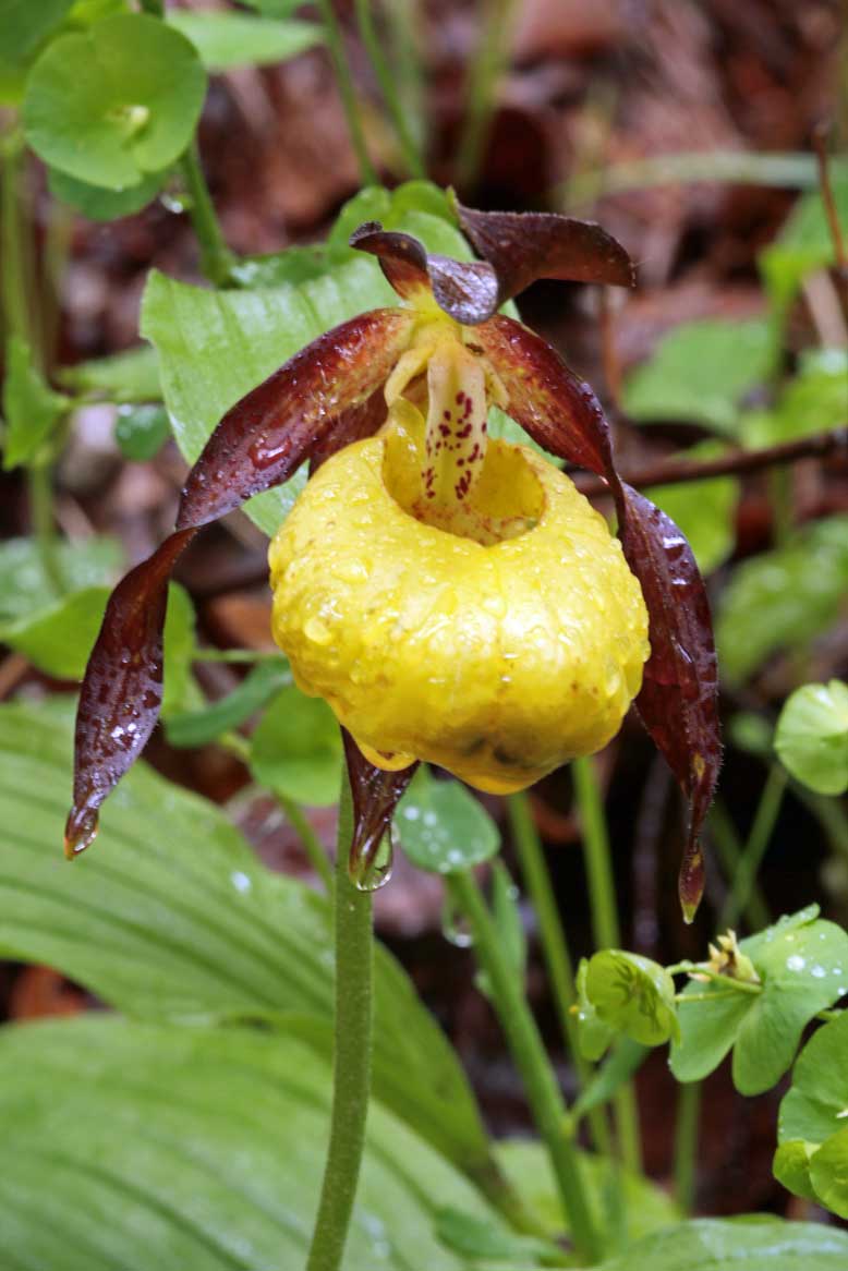 Cypripedium Calceolus ....Finalmente la Scarpetta di Venere