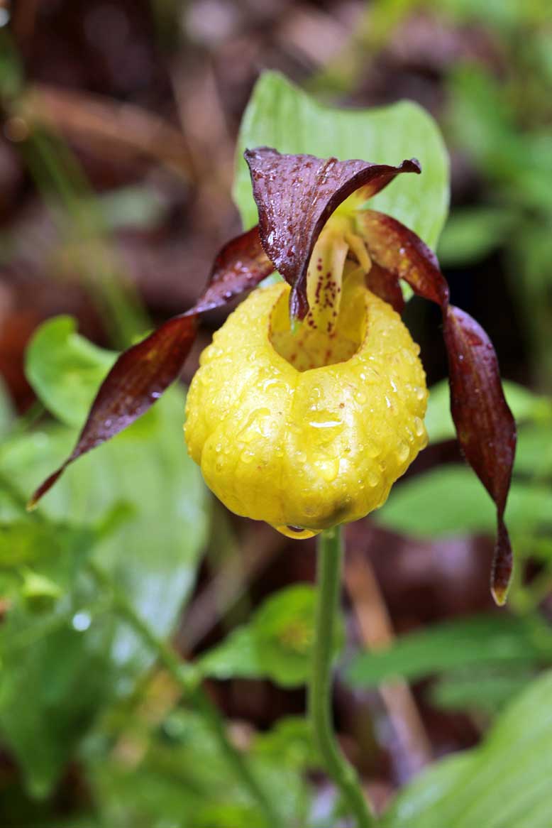 Cypripedium Calceolus ....Finalmente la Scarpetta di Venere